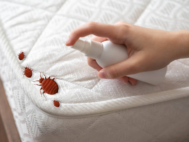Insect Control in Logan, NM