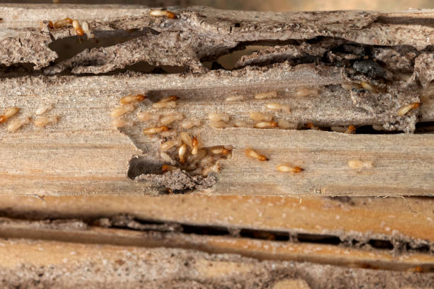 Logan, NM Pest Control Company